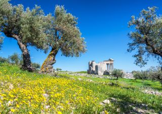Oliven-Bäume und wilde Blumen in den Ruinen von Thugga