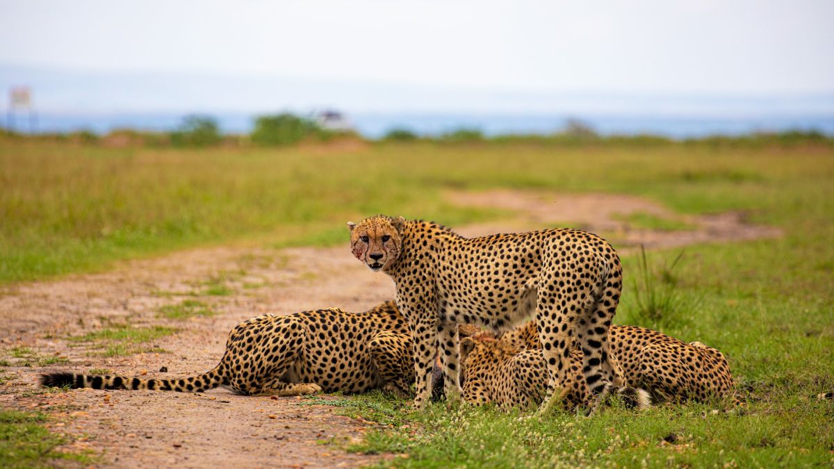 Gepardenbrüder mit ihrer Beute