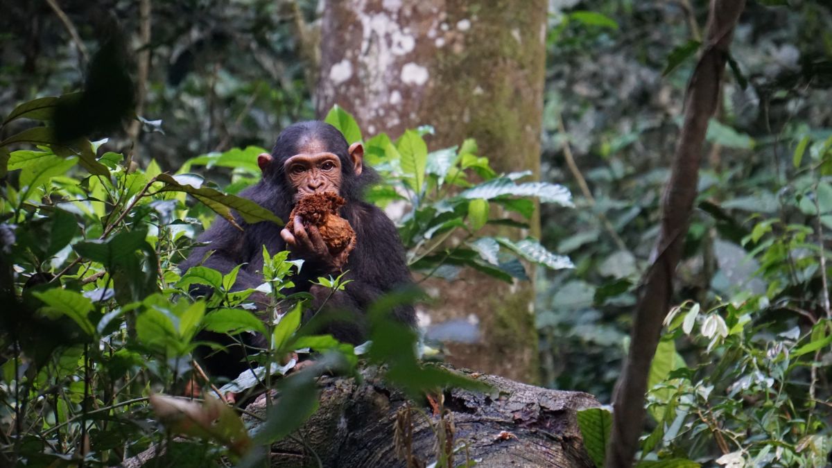 Begegnung beim Schimpansen-Tracking in Uganda