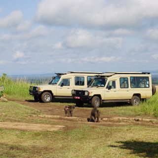 Safari Fahrzeuge und Paviane