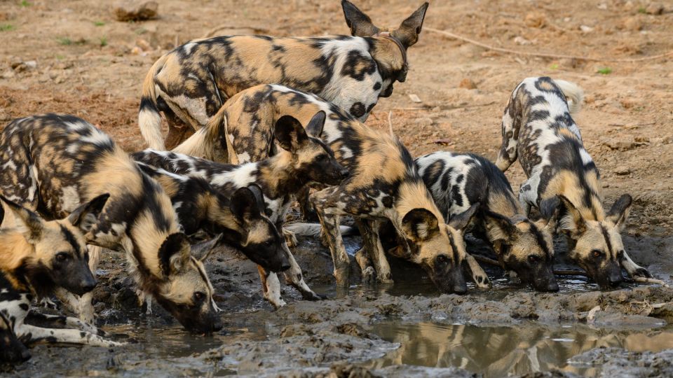 Durstige Meute: Afrikanische Wildhunde, South Luangwa National Park