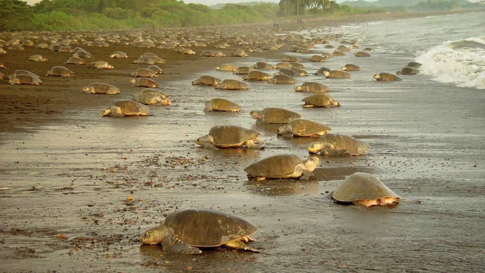 Schildkröten am Pazifikstrand der Nicoya-Halbinsel