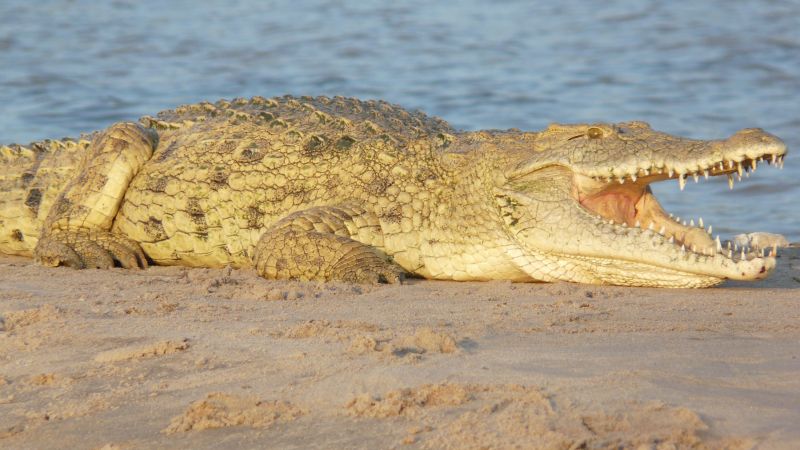 Krokodil auf einer Sandbank im Rufiji