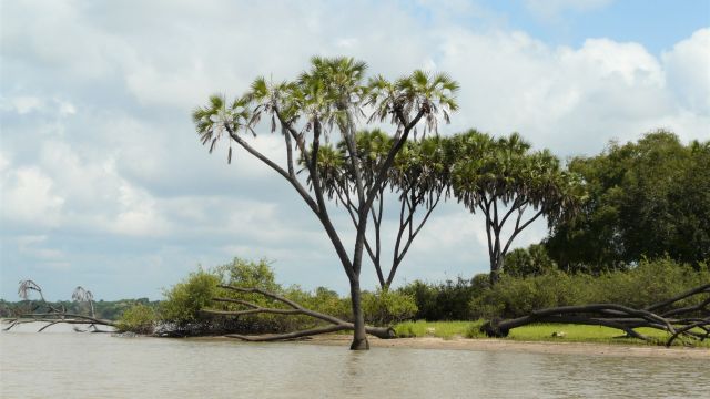 Landschaft am Rufiji River