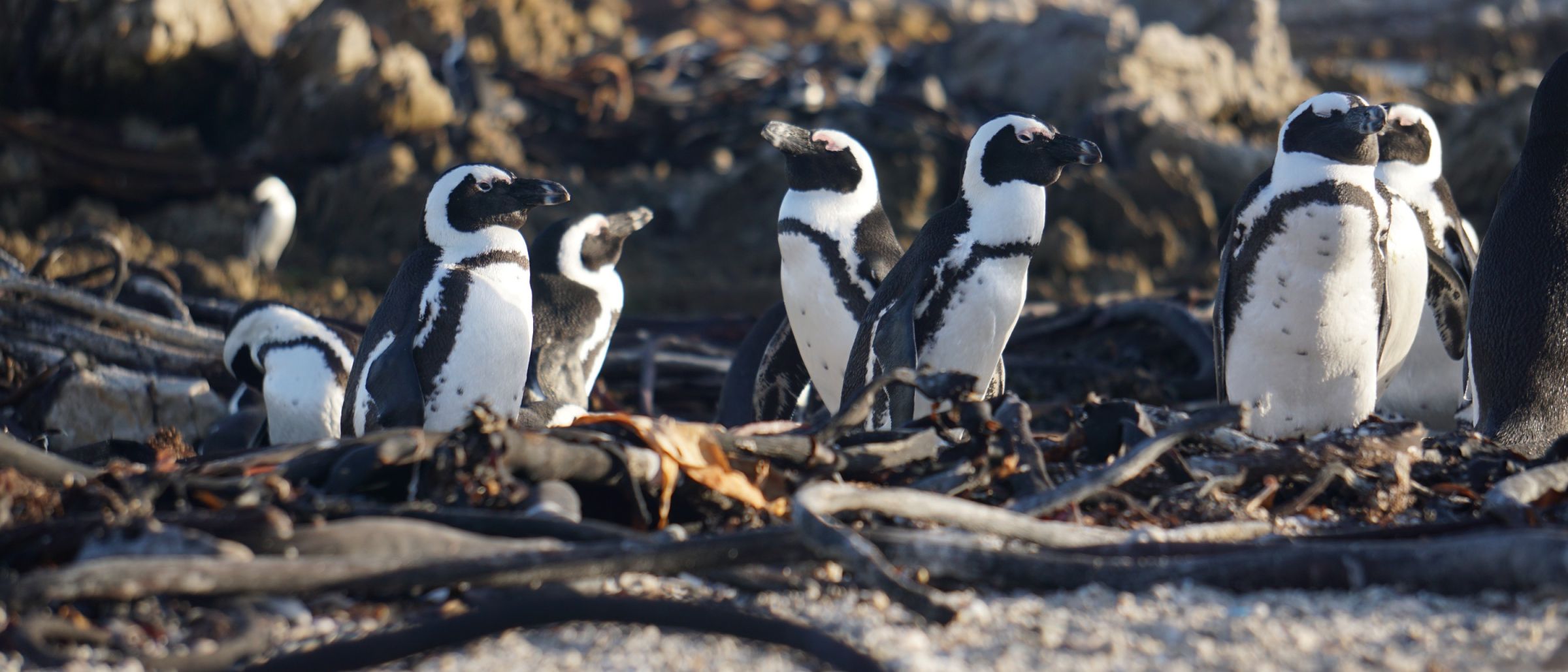 Pinguine in Bettys Bay