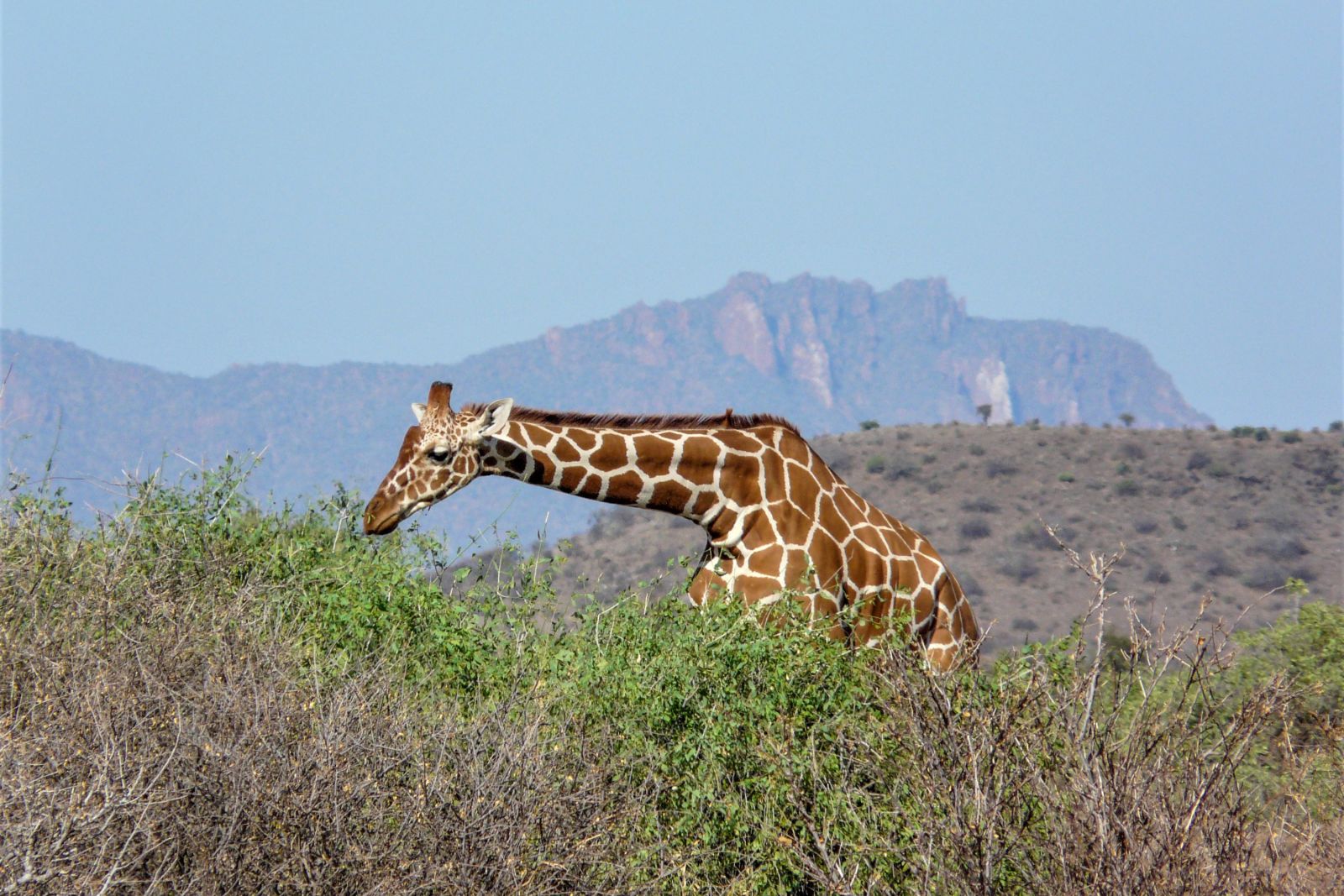 Giraffe im Samburu