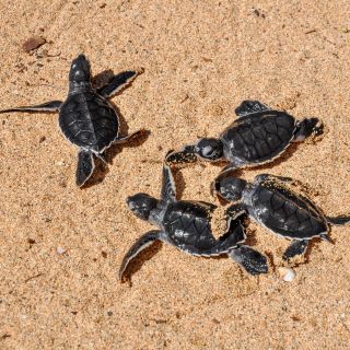 Frisch geschlüpfte Schildkröten auf dem Weg zum Meer