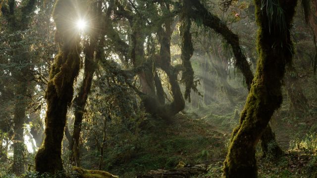 Moosbehangene Wälder der Annapurna-Region im magischen Licht