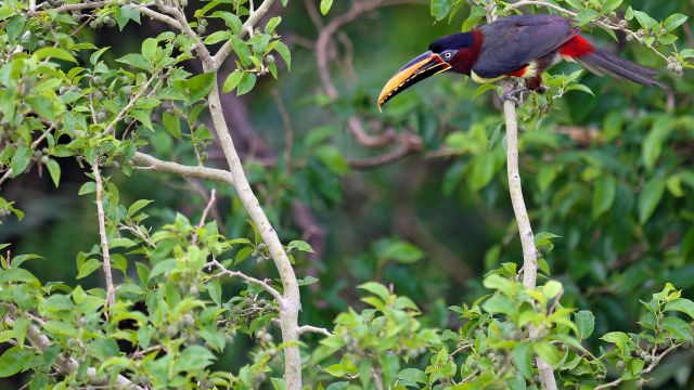 Braunohrarassari; Tukanart im Pantanal