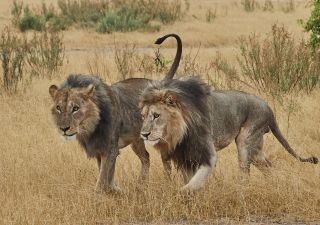 Löwenmännchen bleiben als Geschwister oft jahrelang zusammen