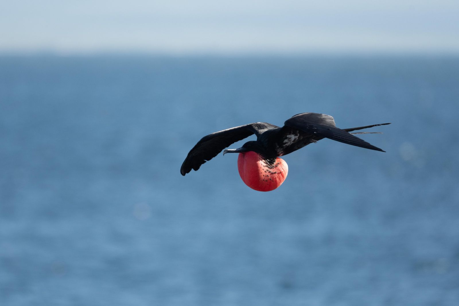 Fregattvogel auf North Seymour Island