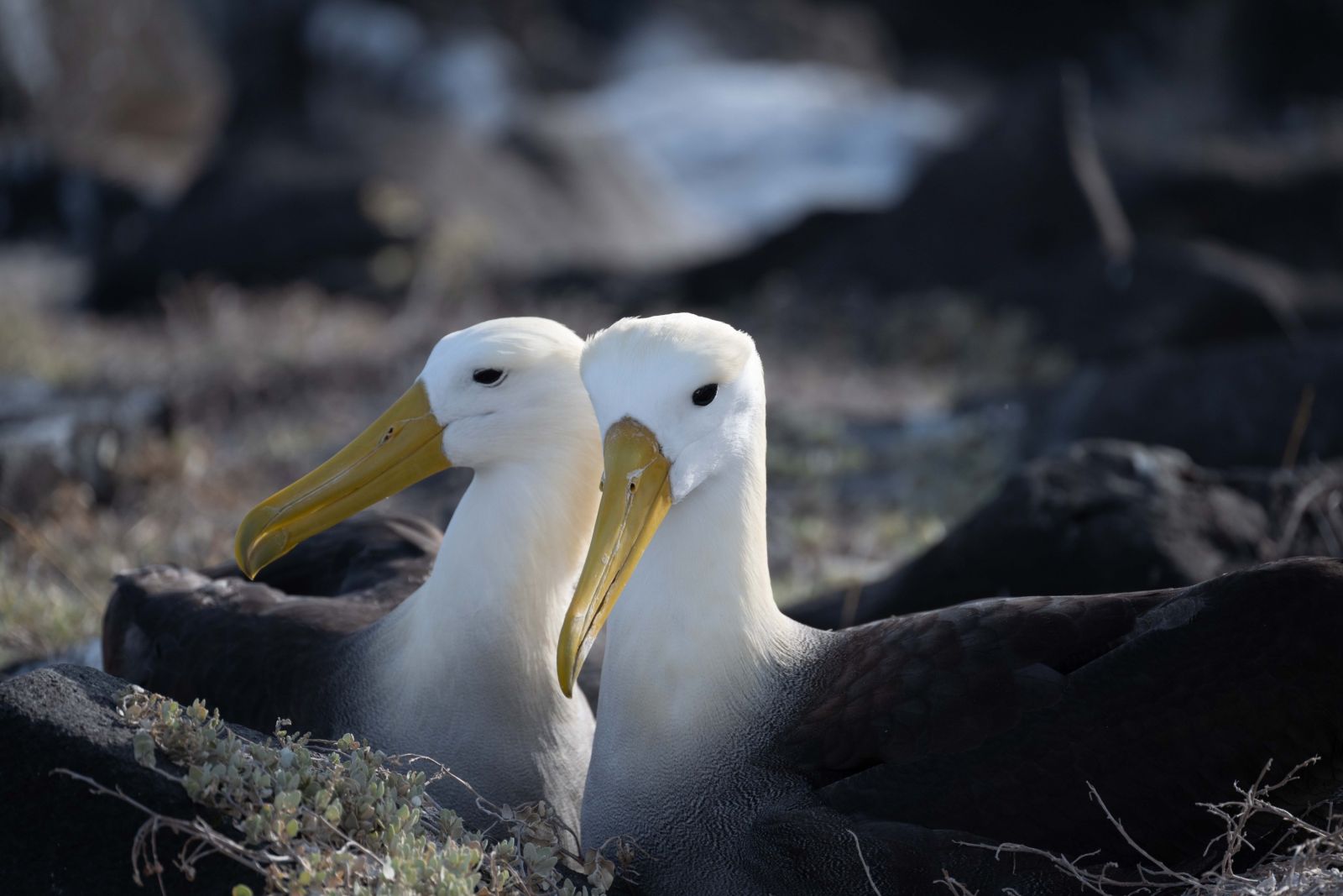 Galapagos Albatrosse auf Espanola Island (Punta Suarez)