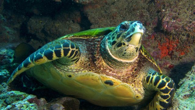 Schildkröte in der Chole Bay - Unterwasserwelt von Mafia Island