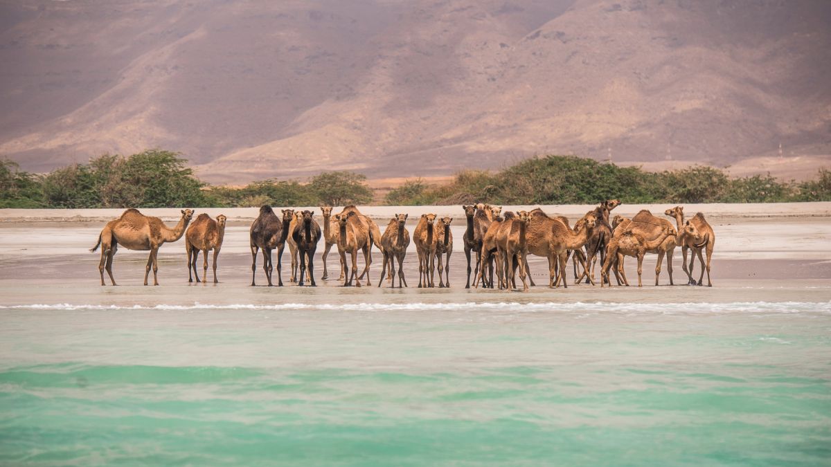 Kamele am Indischen Ozean bei Salalah
