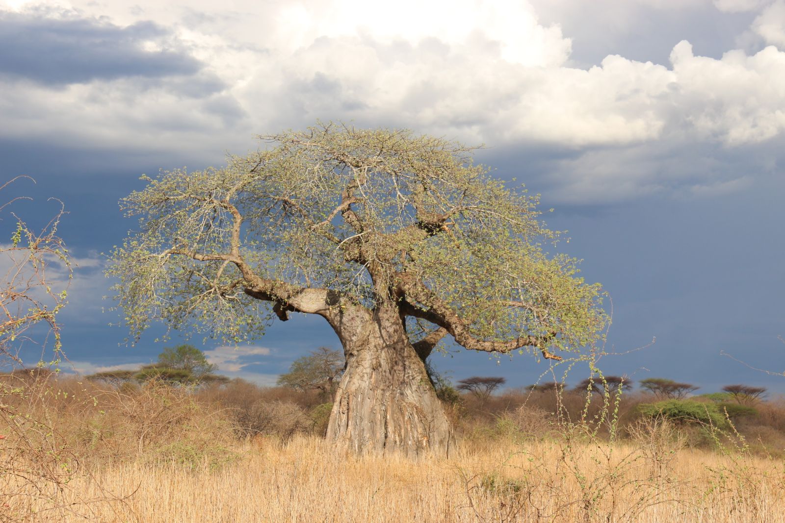 Baobab im Ruaha-Nationalpark