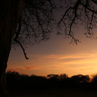 Baobab im Sonnenuntergang im Nyerere-Nationalpark