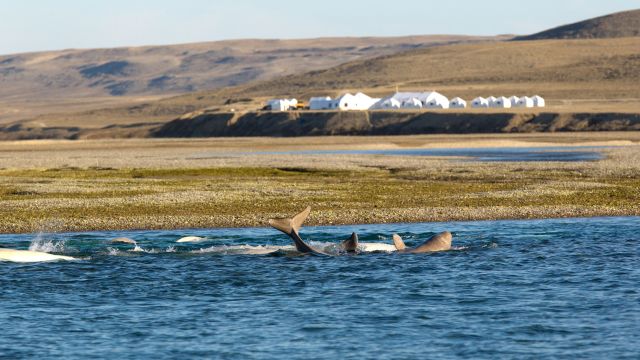 Belugas tummeln sich in Sichtweite der Arctic Watch Lodge