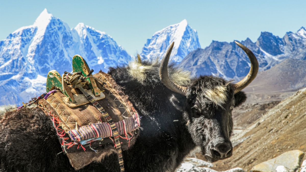 Ein Yak vor den 6000er-Gipfeln im Everest-Gebiet