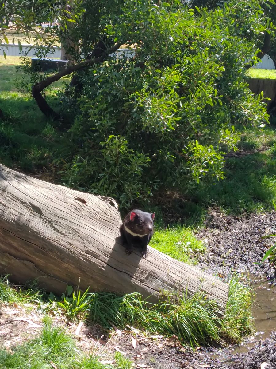 Tasmanischer teufel