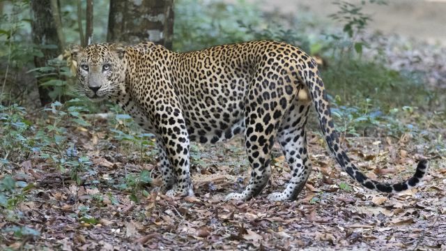 Leopardensichtung während einer Safari.