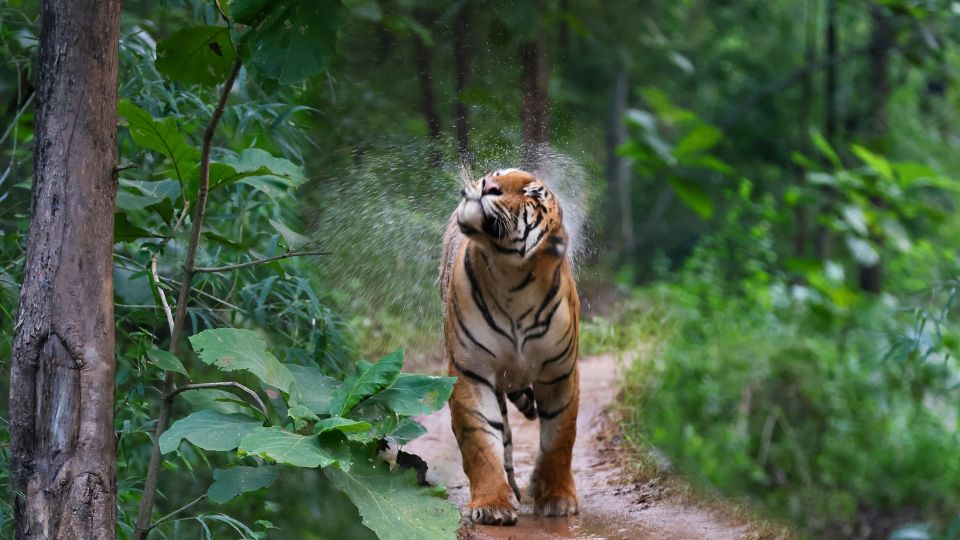 Tiger im Monsun Regen