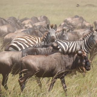 In der Serengeti