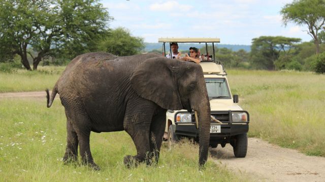 Elefanten kreuzen oft den Weg im Tarangire