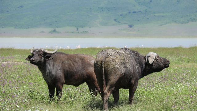 Büffel im Ngorongoro