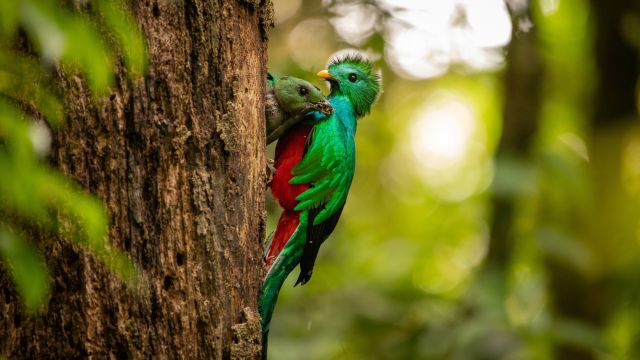 Wunderschöner prächtiger Quetzal in Monteverde