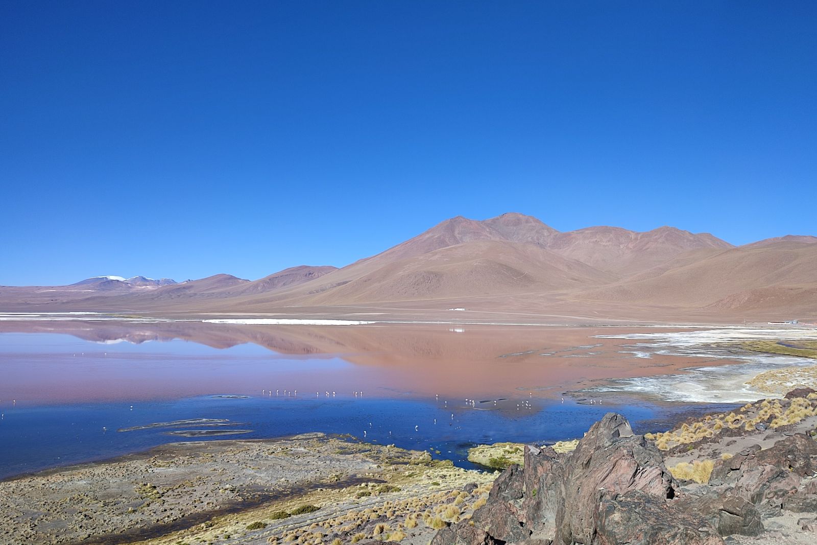 Laguna Colorada im Hochland Boliviens