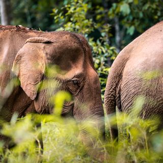 Begegnungen im Elephant Valley Project in Kambodscha
