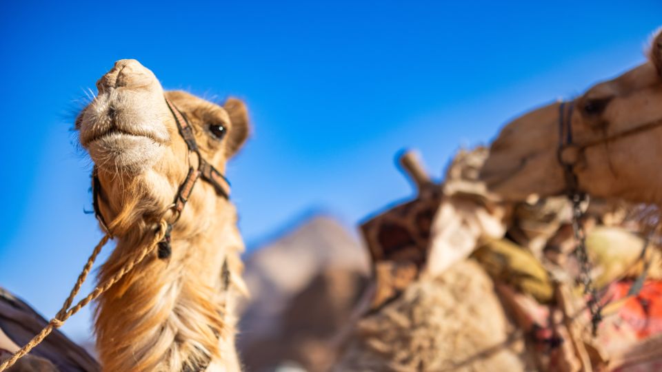 Kamele in Wadi Rum