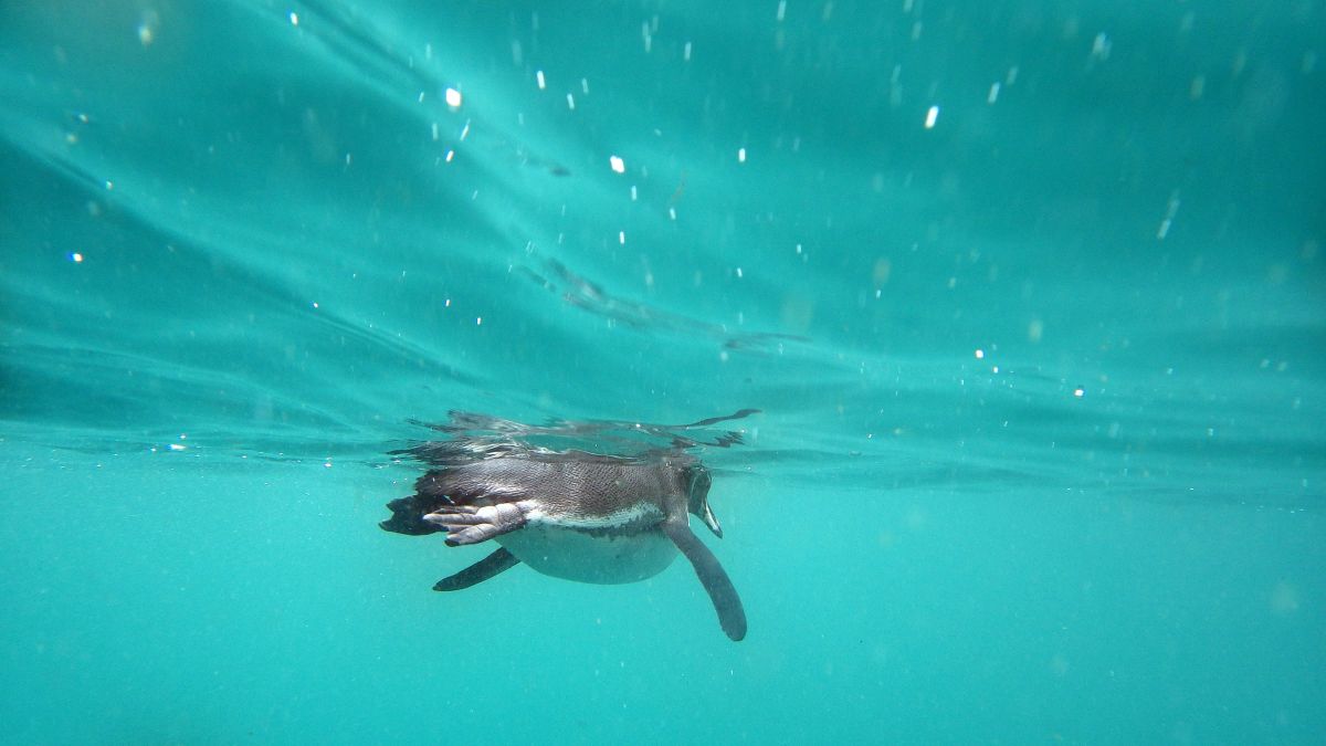 Galapagos-Pinguin unter Wasser