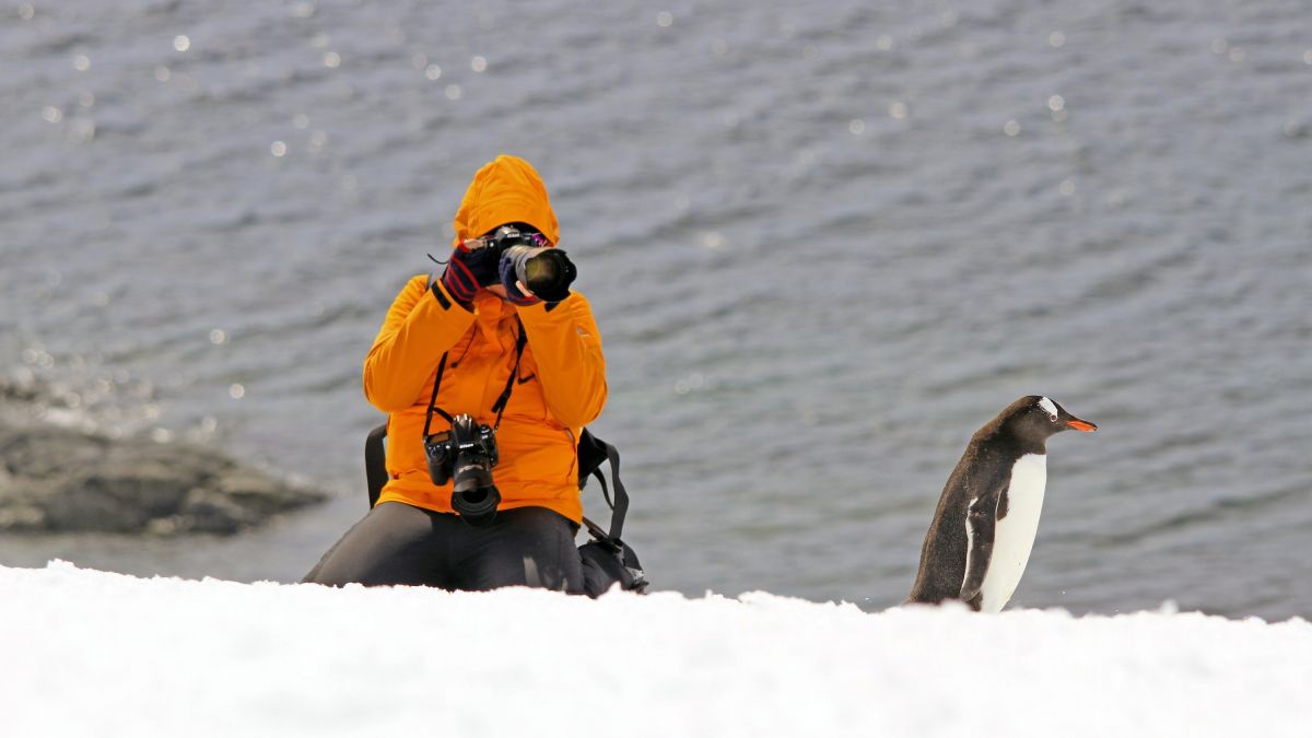 Pinguine sind die Stars der Antarktis