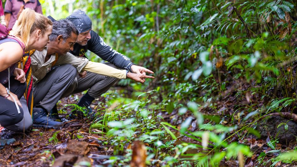 Endemische Pflanzen im Sinharaja Regenwald entdecken