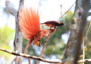 Paradiesvogel, Varirata Nationalpark