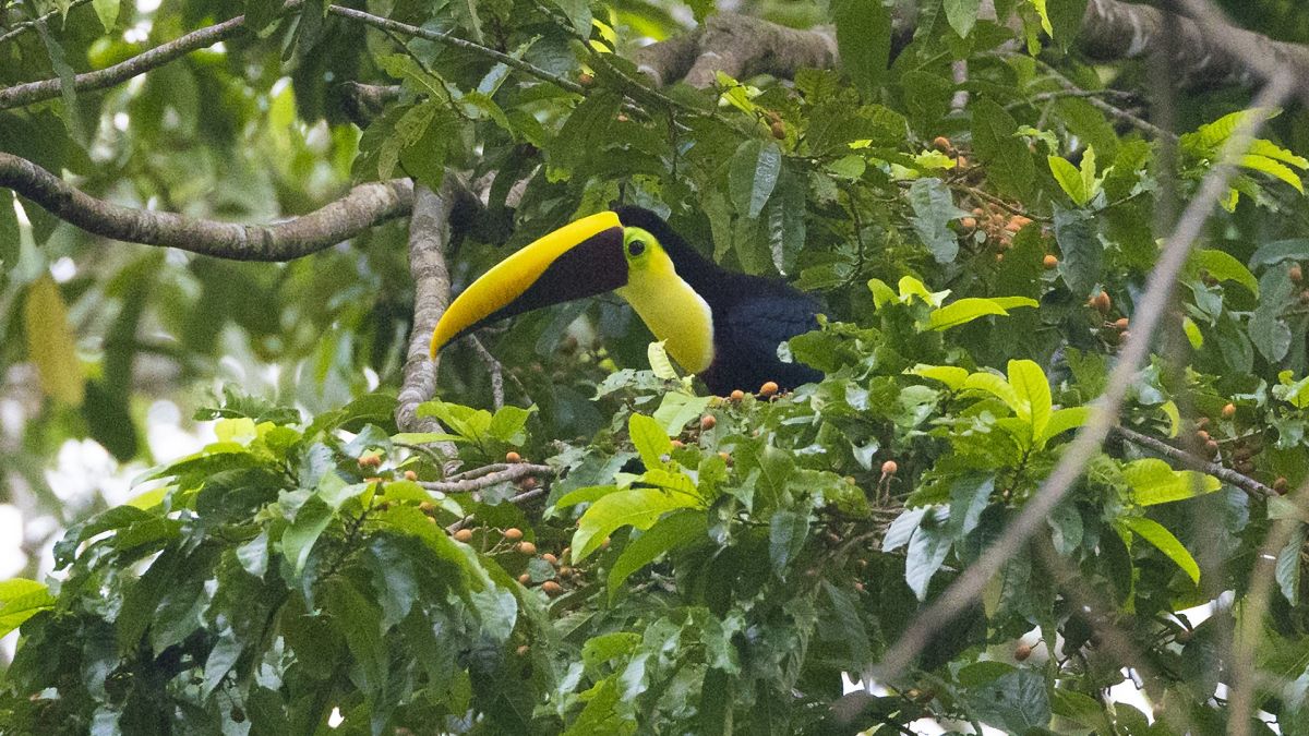 Ein Tukan im Corcovado Nationalpark