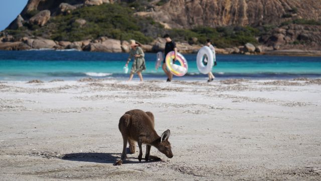 Mit Kängurus baden – in der Lucky Bay tritt Mensch auf Tier hautnah