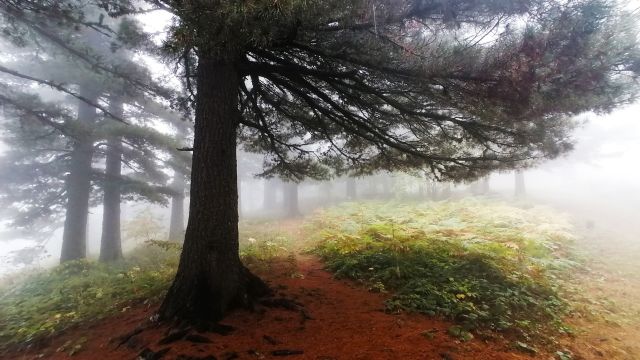 Mystischer Wald im Pelister-Nationalpark