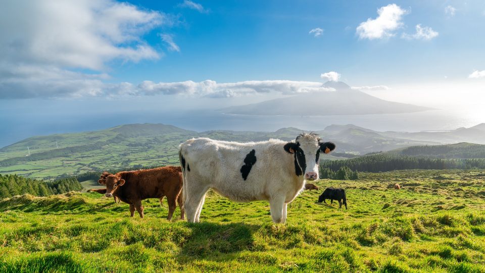 Idyllisch grasen - auf den Azoren