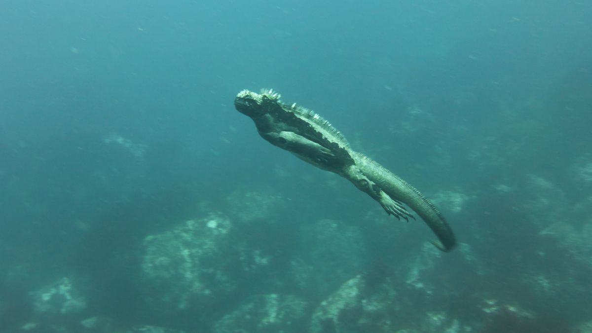 Meerechse beim Tauchen vor Galapagos