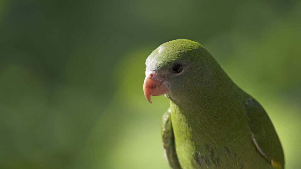 Papagei im Amazonasgebiet