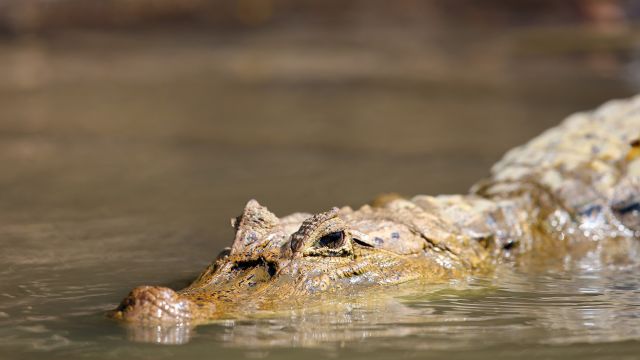 Krokodil auf Pirsch