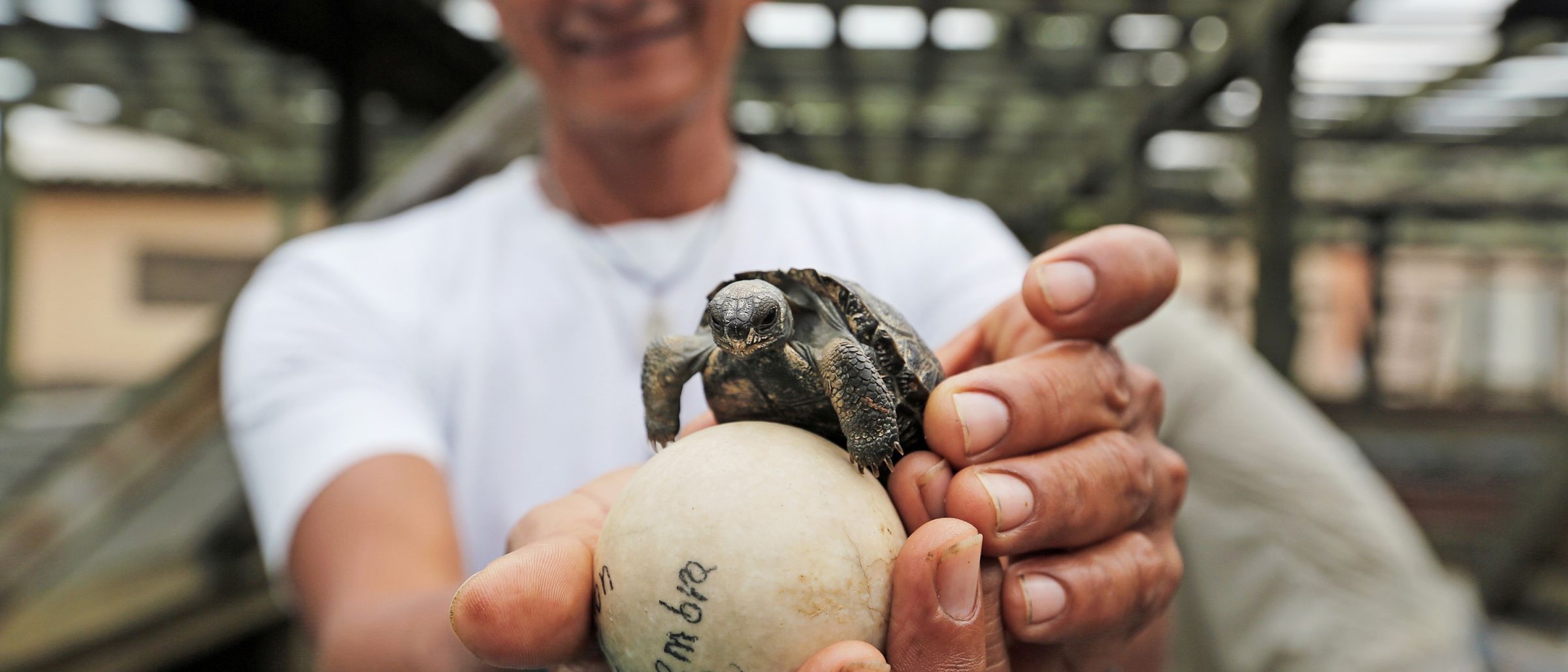 Das Ei einer Riesenschildkröte und ein Schildkrötenbaby auf Galapagos