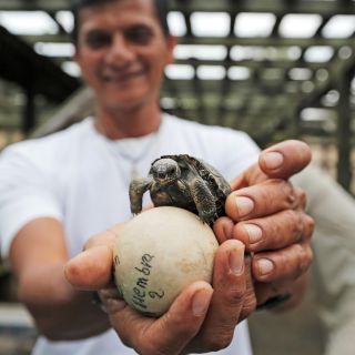 Das Ei einer Riesenschildkröte und ein Schildkrötenbaby auf Galapagos