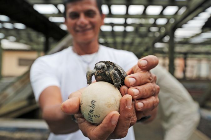 Das Ei einer Riesenschildkröte und ein Schildkrötenbaby auf Galapagos © Diamir