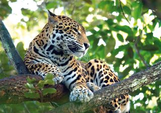 Auf Jaguar Pirsch in den Regenwäldern von Suriname
