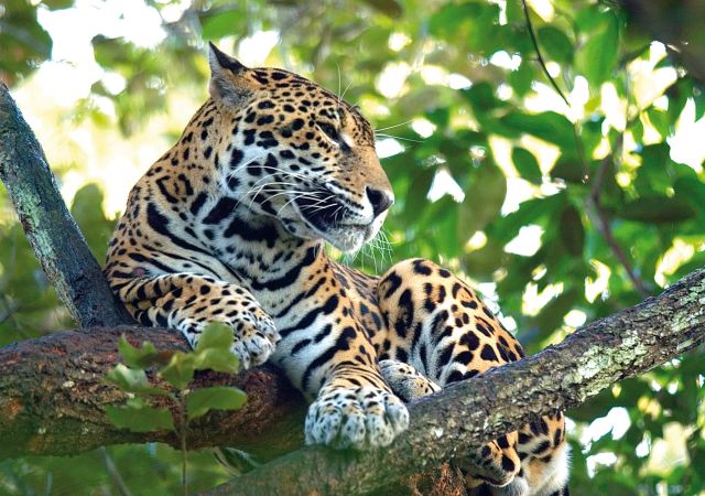Auf Jaguar Pirsch in den Regenwäldern von Suriname