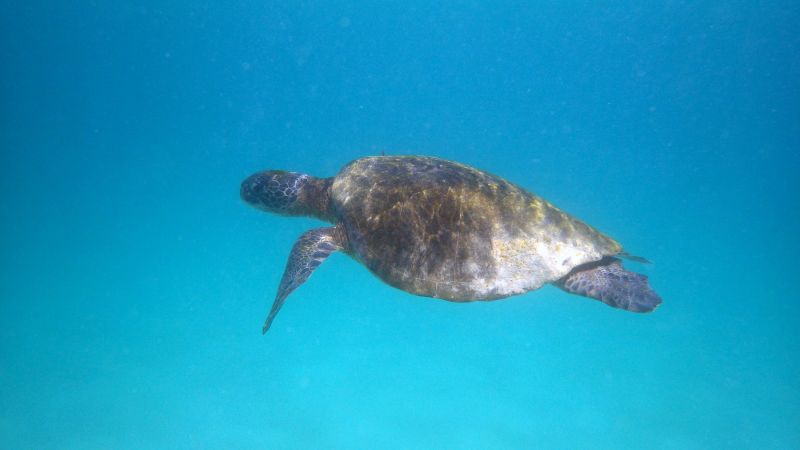 Meeresschildkröte beim Galapagos-Archipel © Diamir