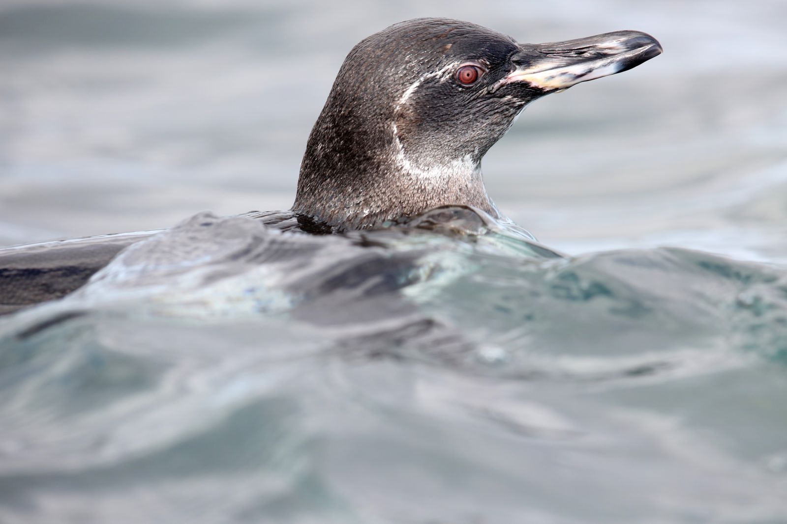Galapagos-Pinguin im Wasser